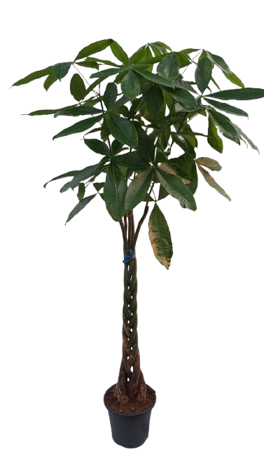 Pachira Aquatica: El Árbol del Dinero para tu Hogar u Oficina
