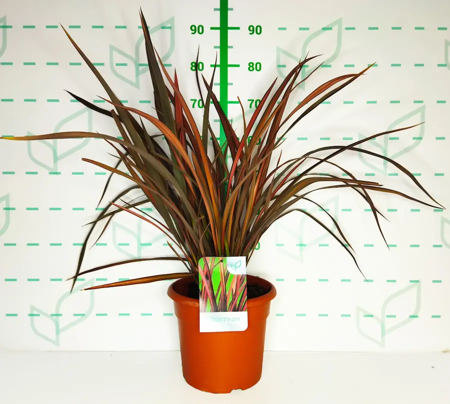 Phormium 'Pink Panther': Elegancia y Color Intenso en tu Jardín