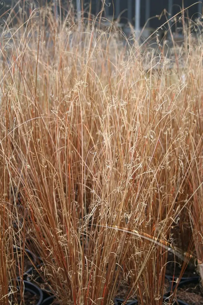Carex 'Red Rooster': Una Cascada de Color Cobre para tu Jardín