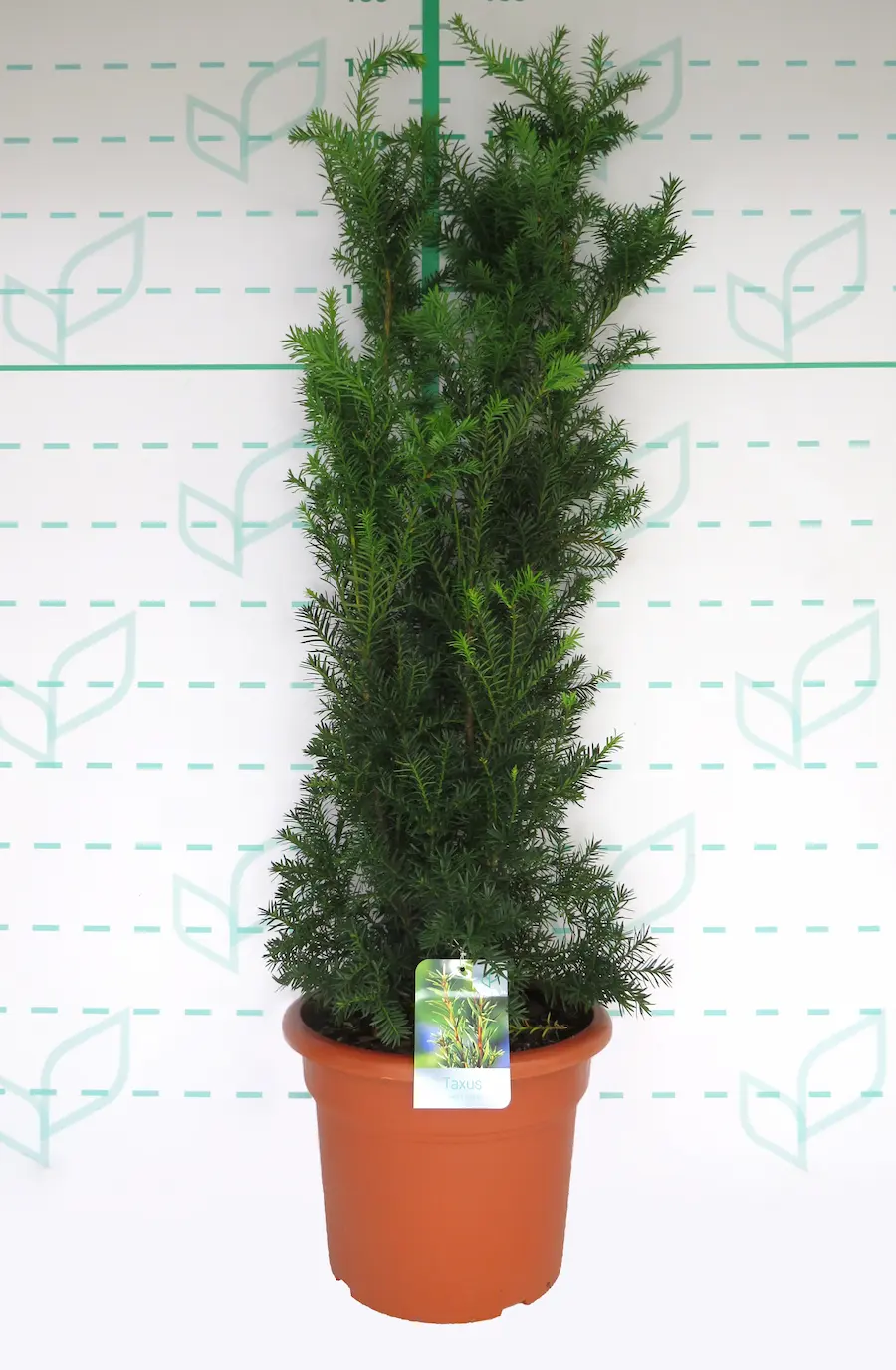 Tejo Híbrido 'Hicksii' (Taxus x media)