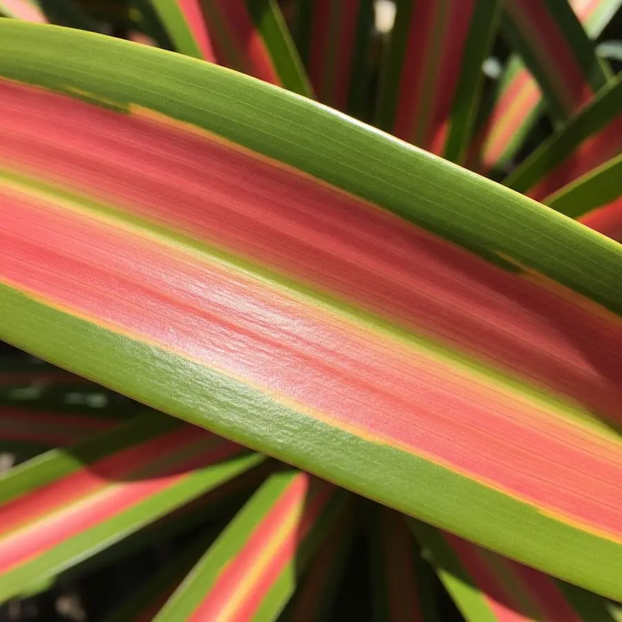 Phormium 'Jester': Un Arcoíris de Color en tu Jardín