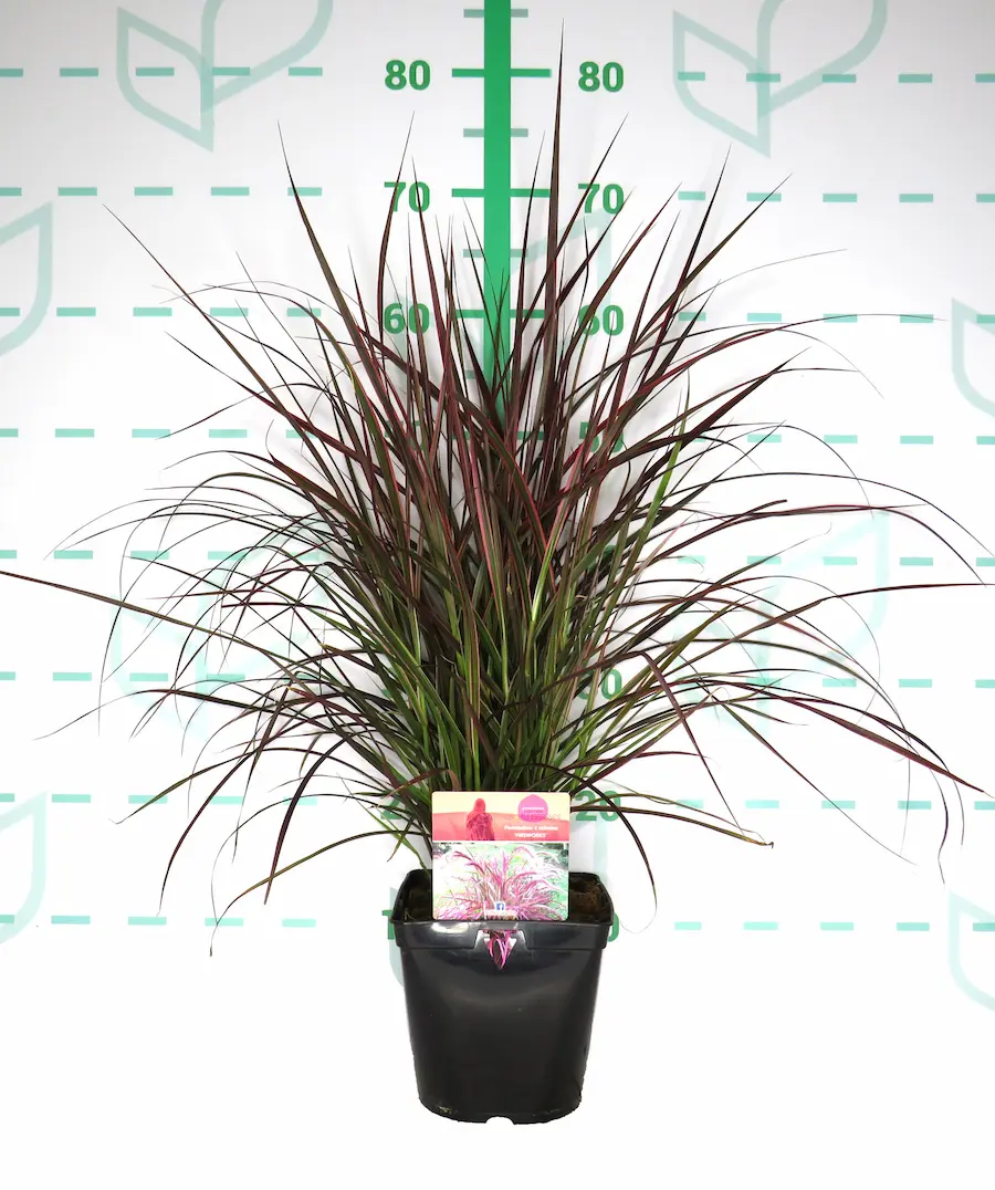 Pennisetum: Plumas de Seda para tu Jardín
