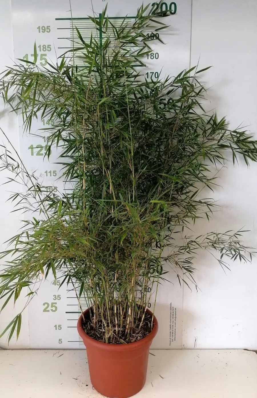 Bambú No Invasor Fargesia robusta 'Pingwu'
