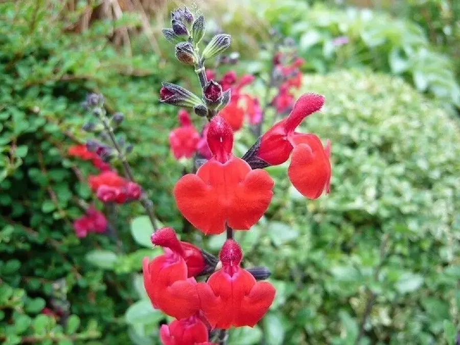 Salvia 'Royal Bumble' (Salvia microphylla)
