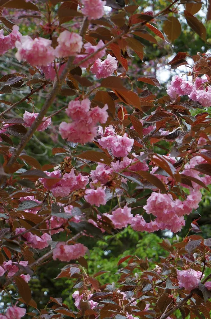 Cerezo Japonés 'Royal Burgundy' (Prunus serrulata) - Gran Formato