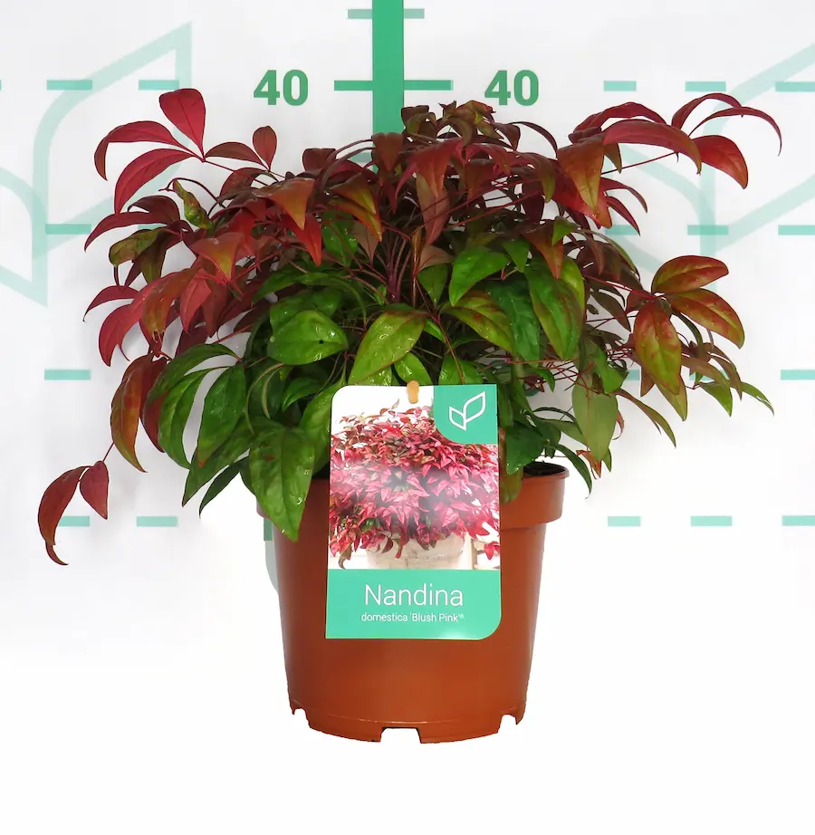 Nandina 'Blush Pink': El Rubor de tu Jardín