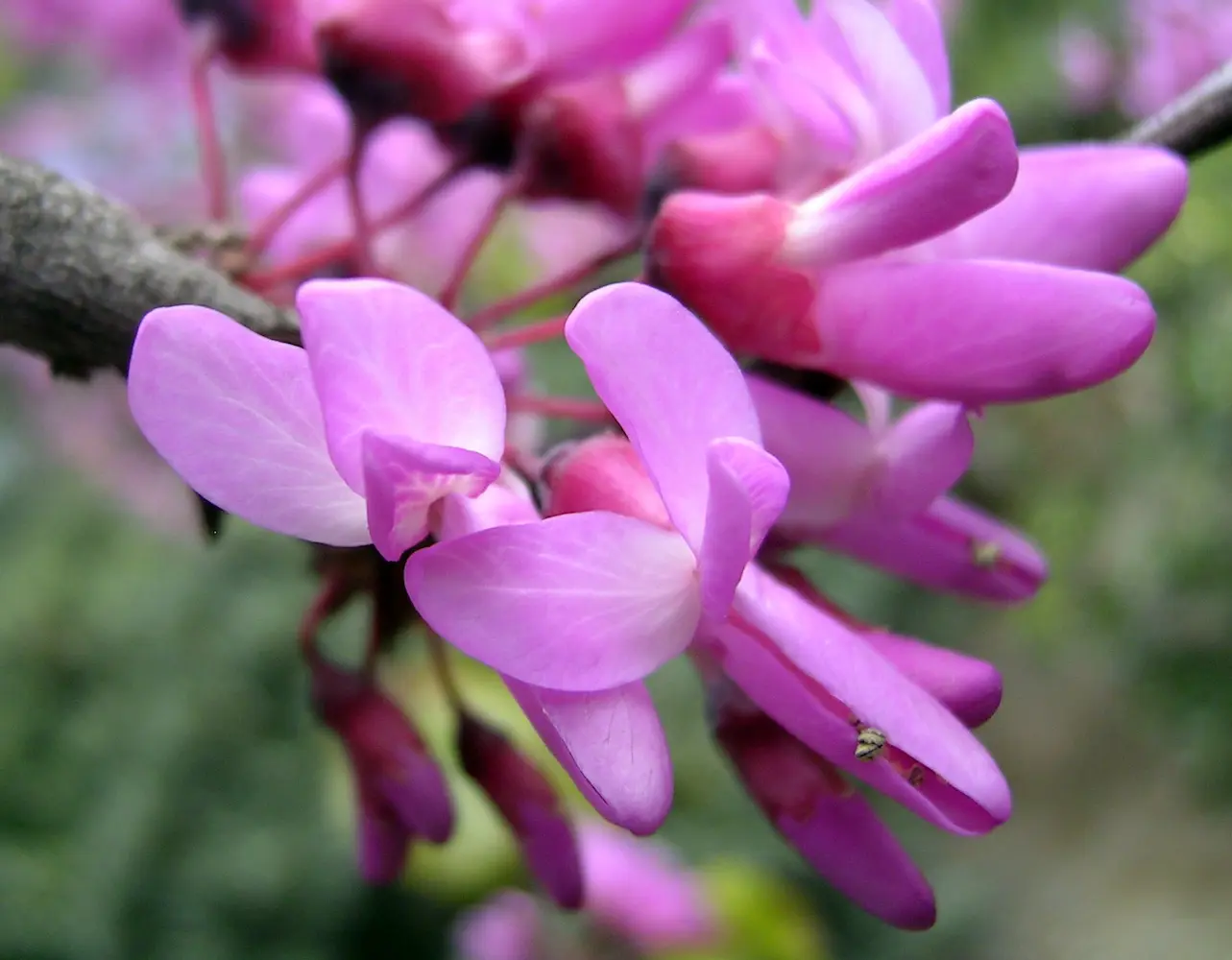 Árbol del Amor (Cercis siliquastrum) - Gran Formato
