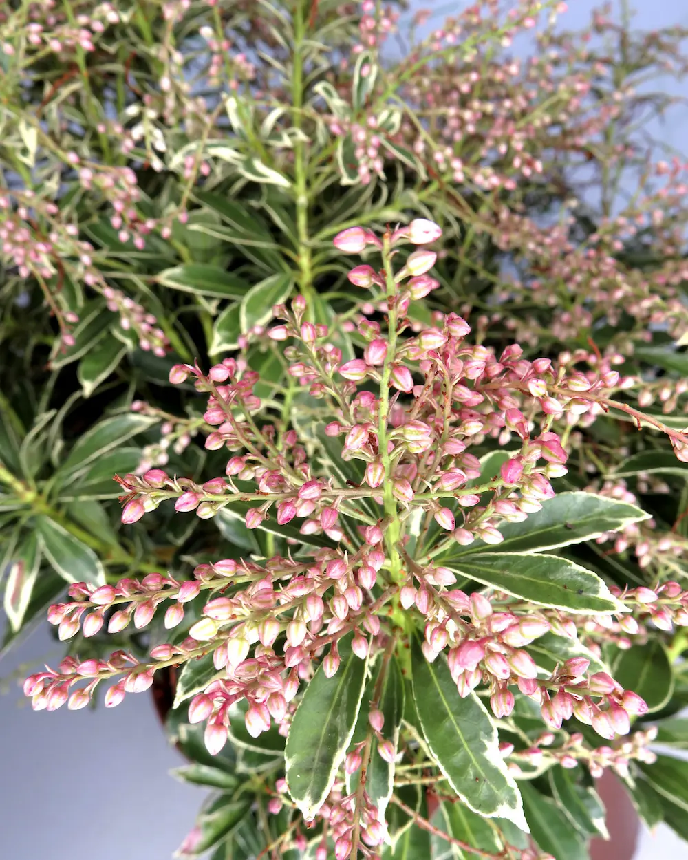 Pieris japonica 'Polar Passion': Fuego y Pasión en la Sombra
