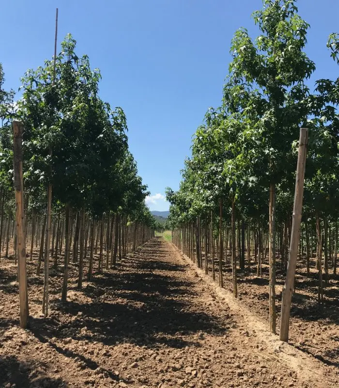 Liquidámbar (Liquidambar styraciflua) - Gran Formato