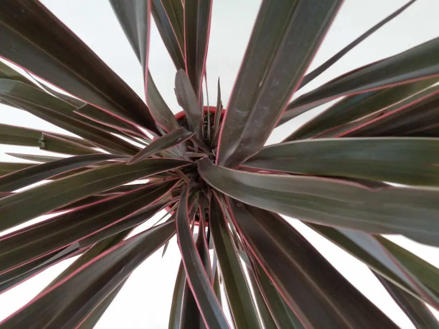Phormium 'Pink Stripe': Rayas de Color para tu Jardín