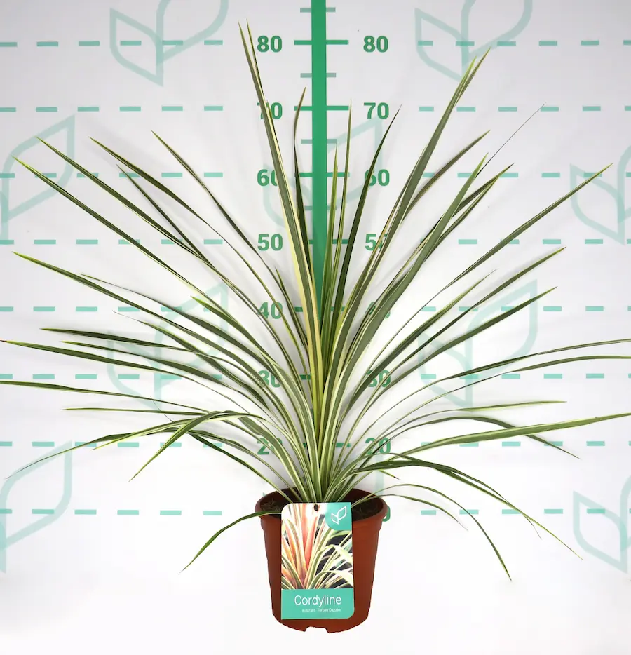Cordyline australis 'Torbay Dazzler'