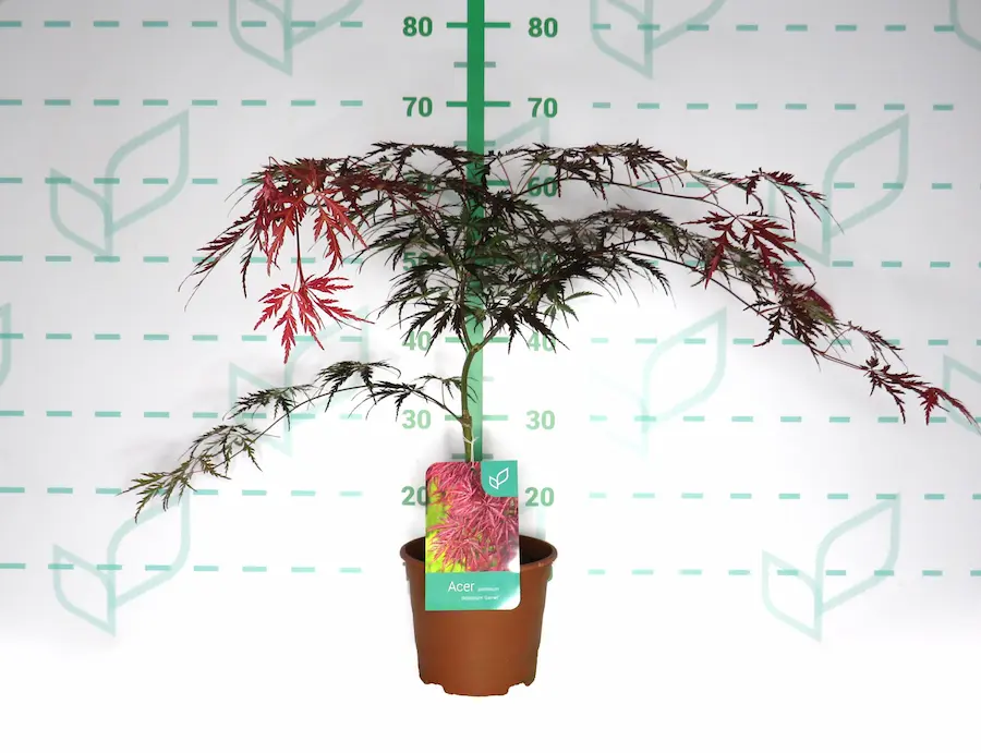 Arce Japonés Llorón 'Garnet' (Acer palmatum 'Dissectum Garnet'): Una Cascada de Color Granate