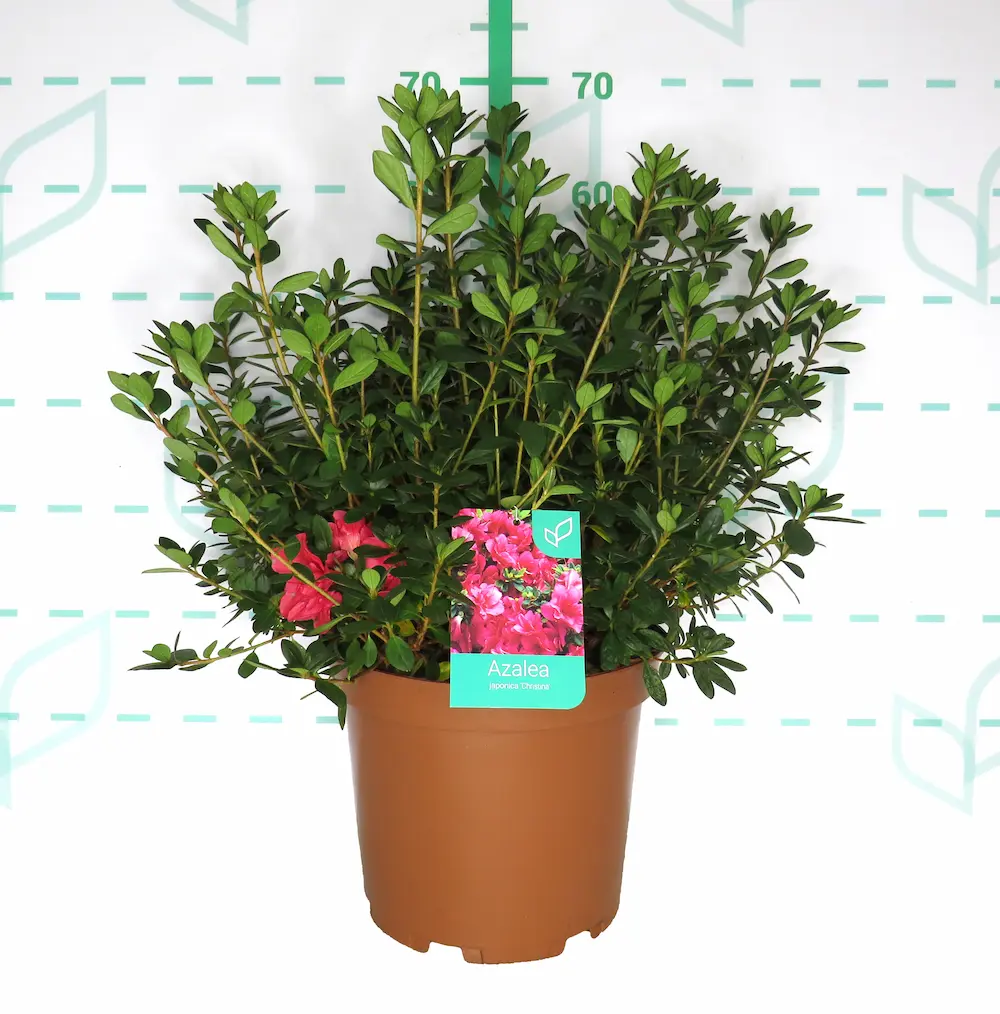 Azalea Japónica: Un Manto de Flores en Primavera