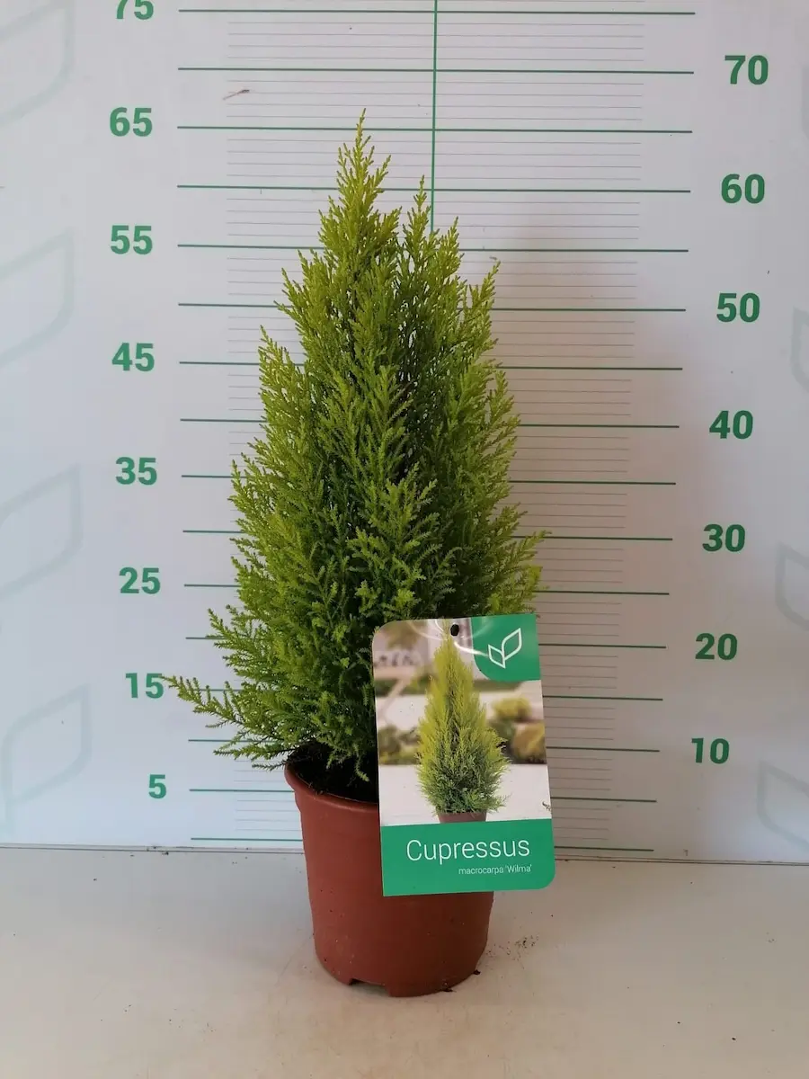 Ciprés Limón 'Wilma' (Cupressus macrocarpa 'Wilma')
