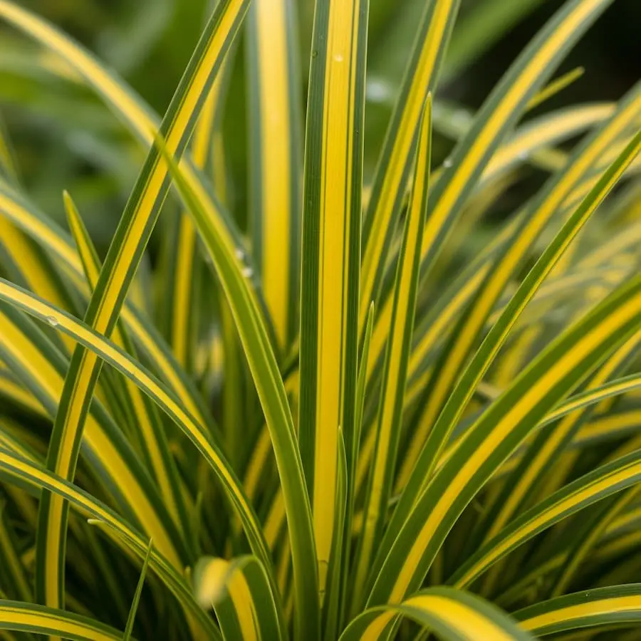 Carex 'Jenneke': Una Cascada de Oro en la Sombra