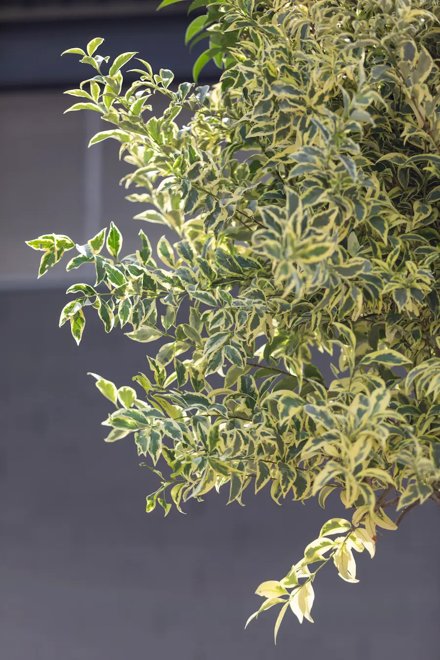 Aligustre Variegado (Ligustrum japonicum 'Variegatum') - Gran Formato