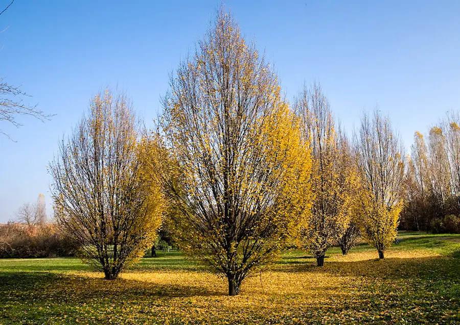 Carpe Columnar (Carpinus betulus 'Fastigiata') - Gran Formato