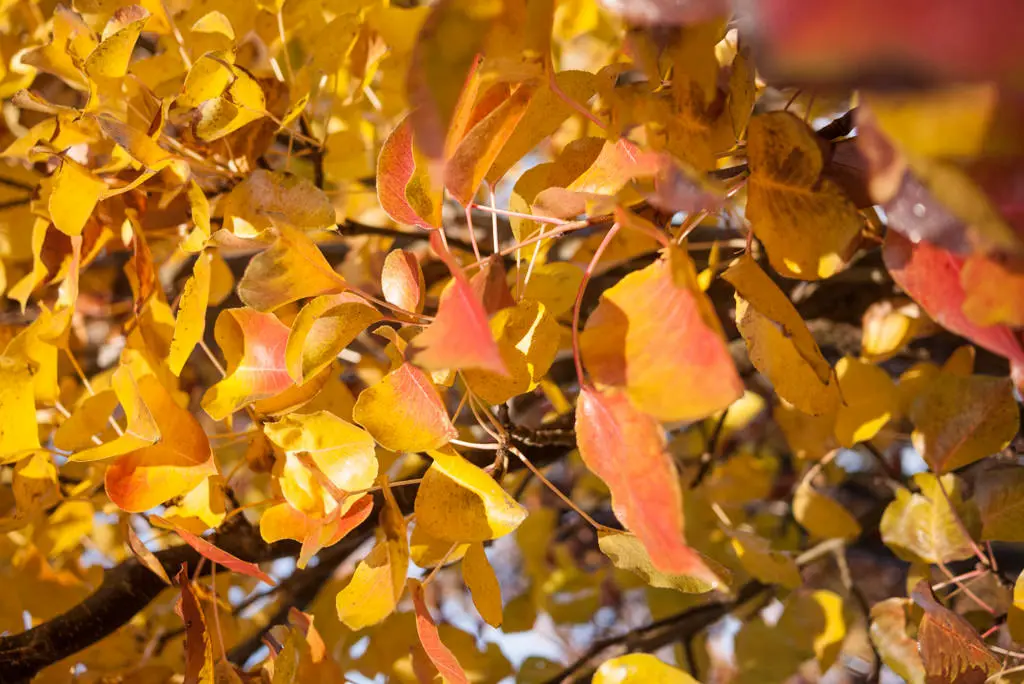 Peral de Flor 'Chanticleer' (Pyrus calleryana) - Gran Formato