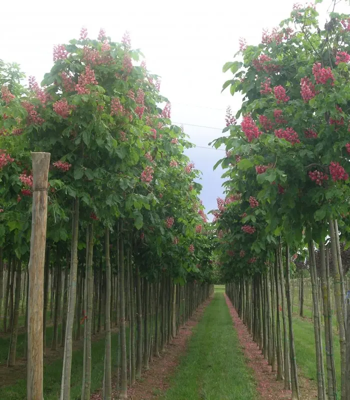 Castaño de Indias Rojo 'Briotii' (Aesculus x carnea) - Gran Formato