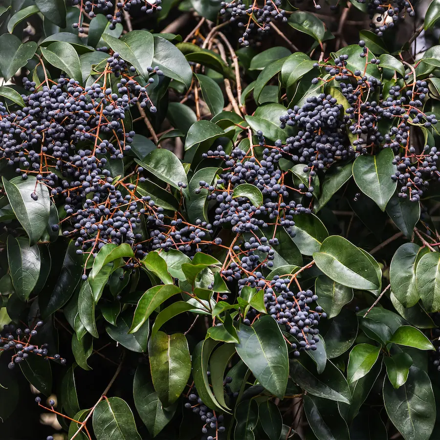 Aligustre del Japón (Ligustrum japonicum) - Gran Formato