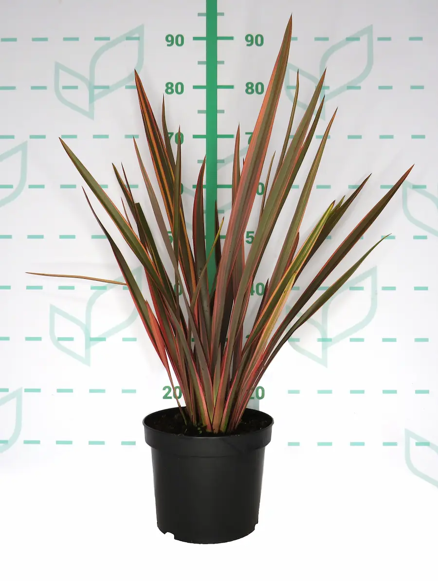Phormium 'Sundowner': Los Colores del Atardecer en tu Jardín