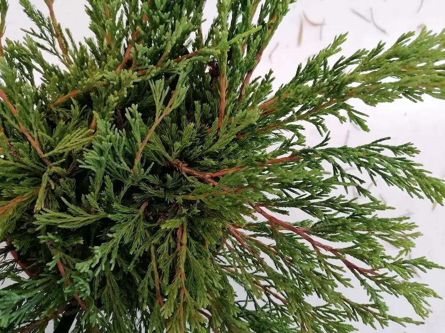 Enebro Rastrero 'Andorra Compact' (Juniperus horizontalis)