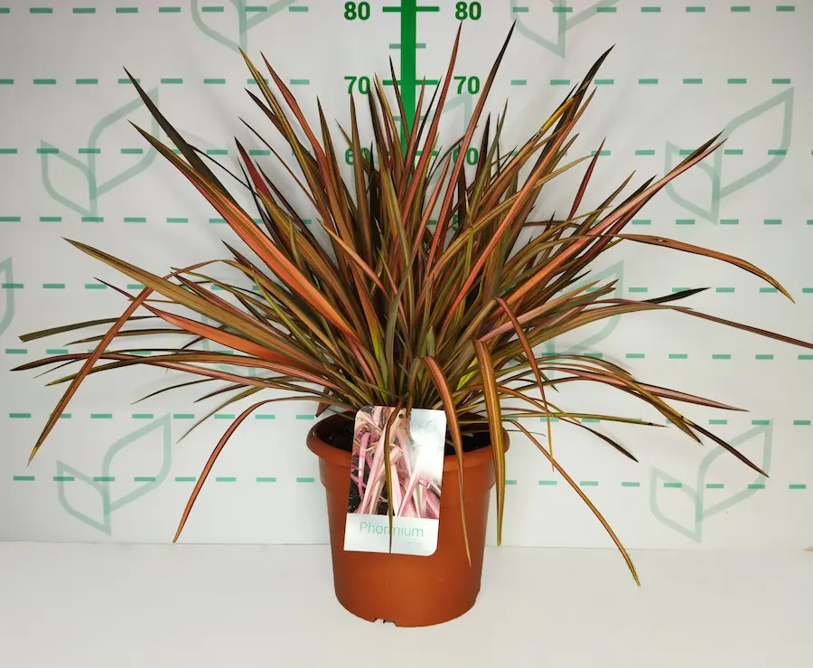 Phormium 'Pink Flamingo': Pinceladas de Rosa en tu Jardín