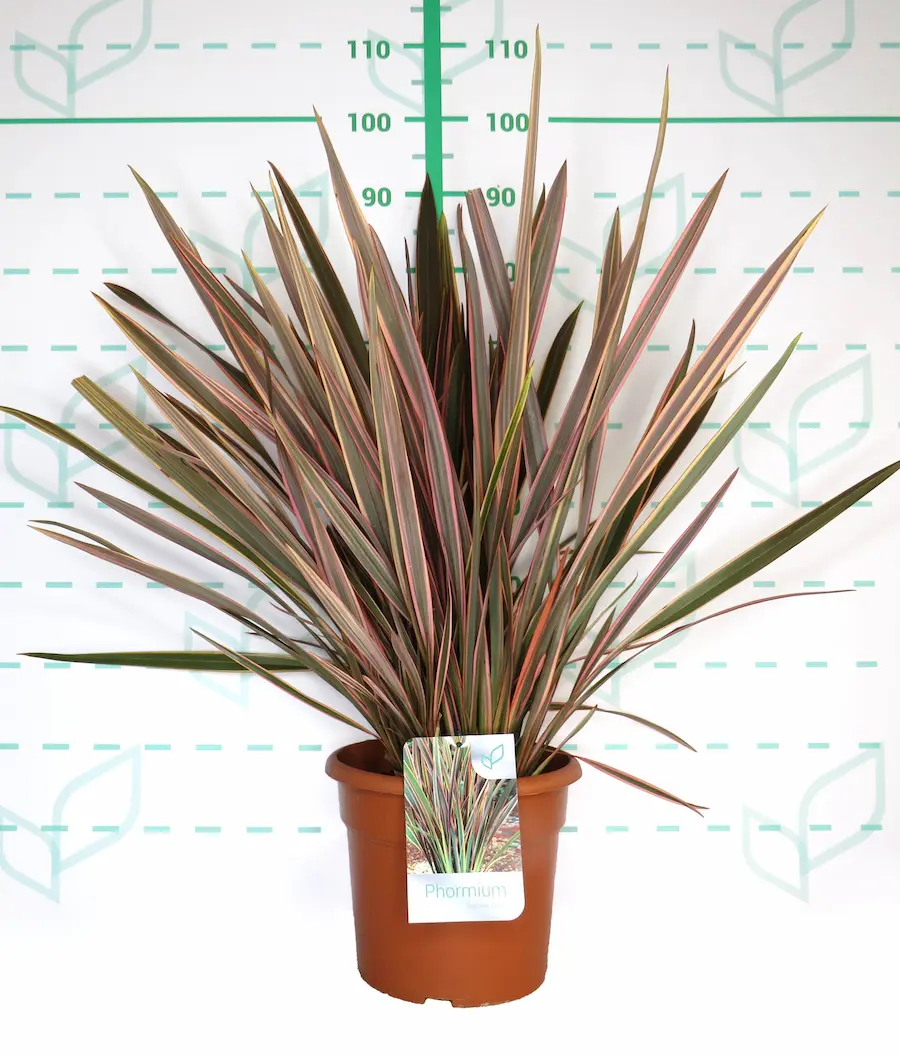 Phormium 'Rainbow Queen': La Reina del Color en tu Jardín