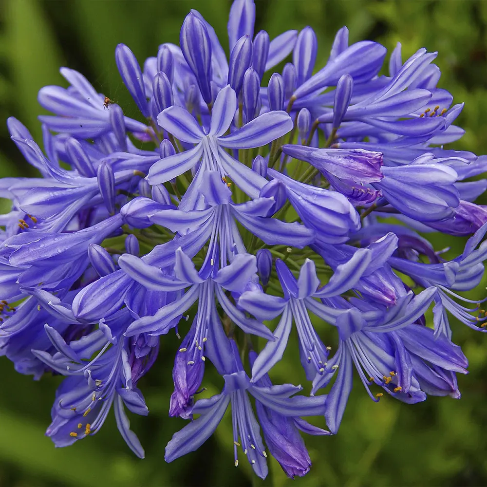 Agapanto (Agapanthus africanus)