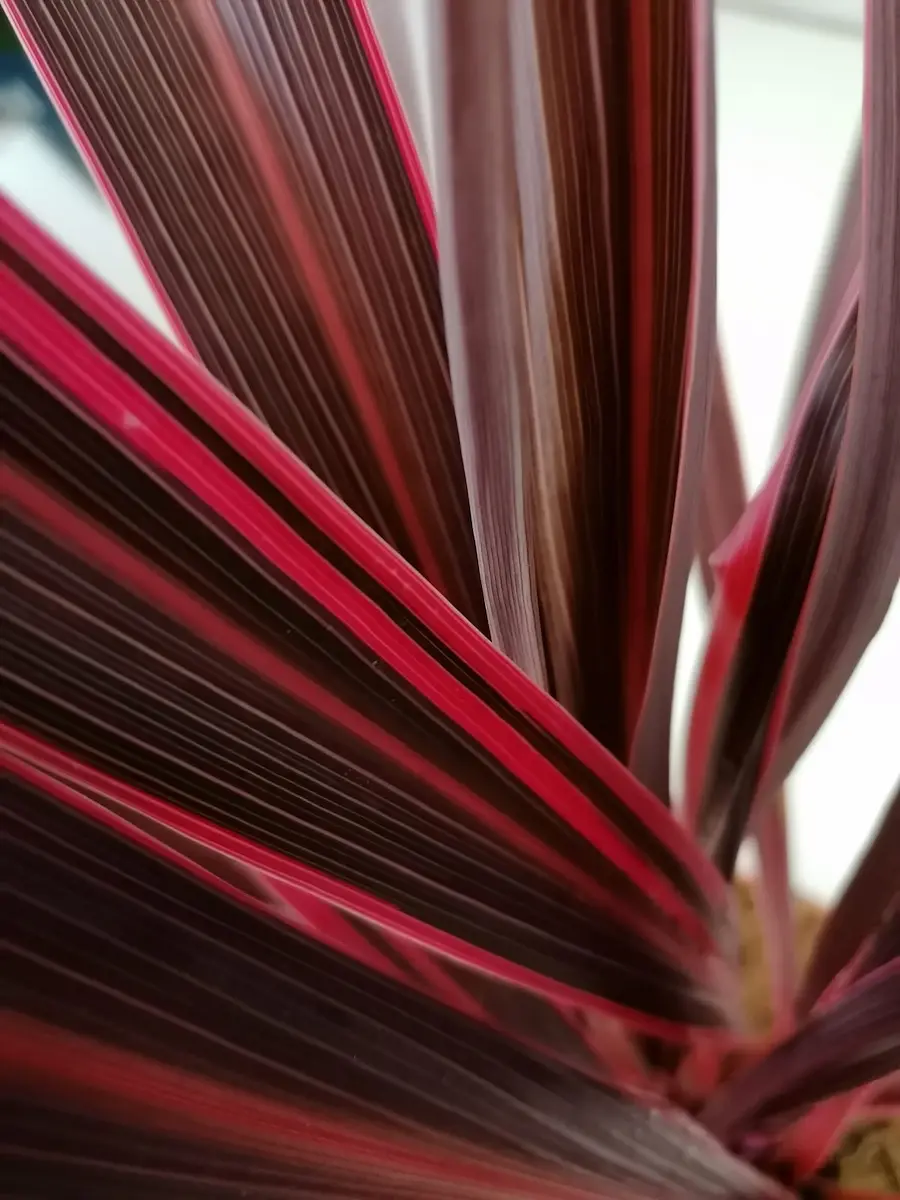Cordyline 'Pink Fire'