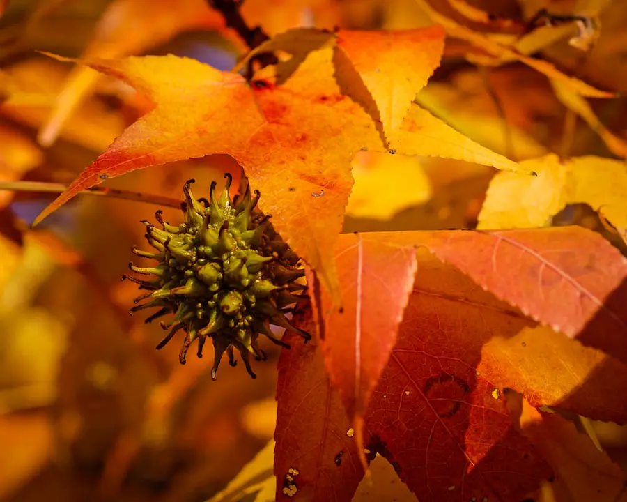 Liquidámbar (Liquidambar styraciflua) - Gran Formato