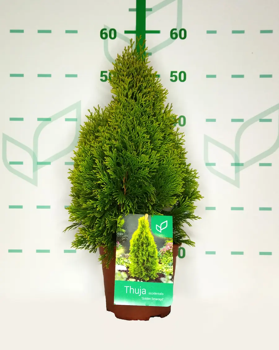 Tuya 'Golden Smaragd' (Thuja occidentalis 'Janed Gold')