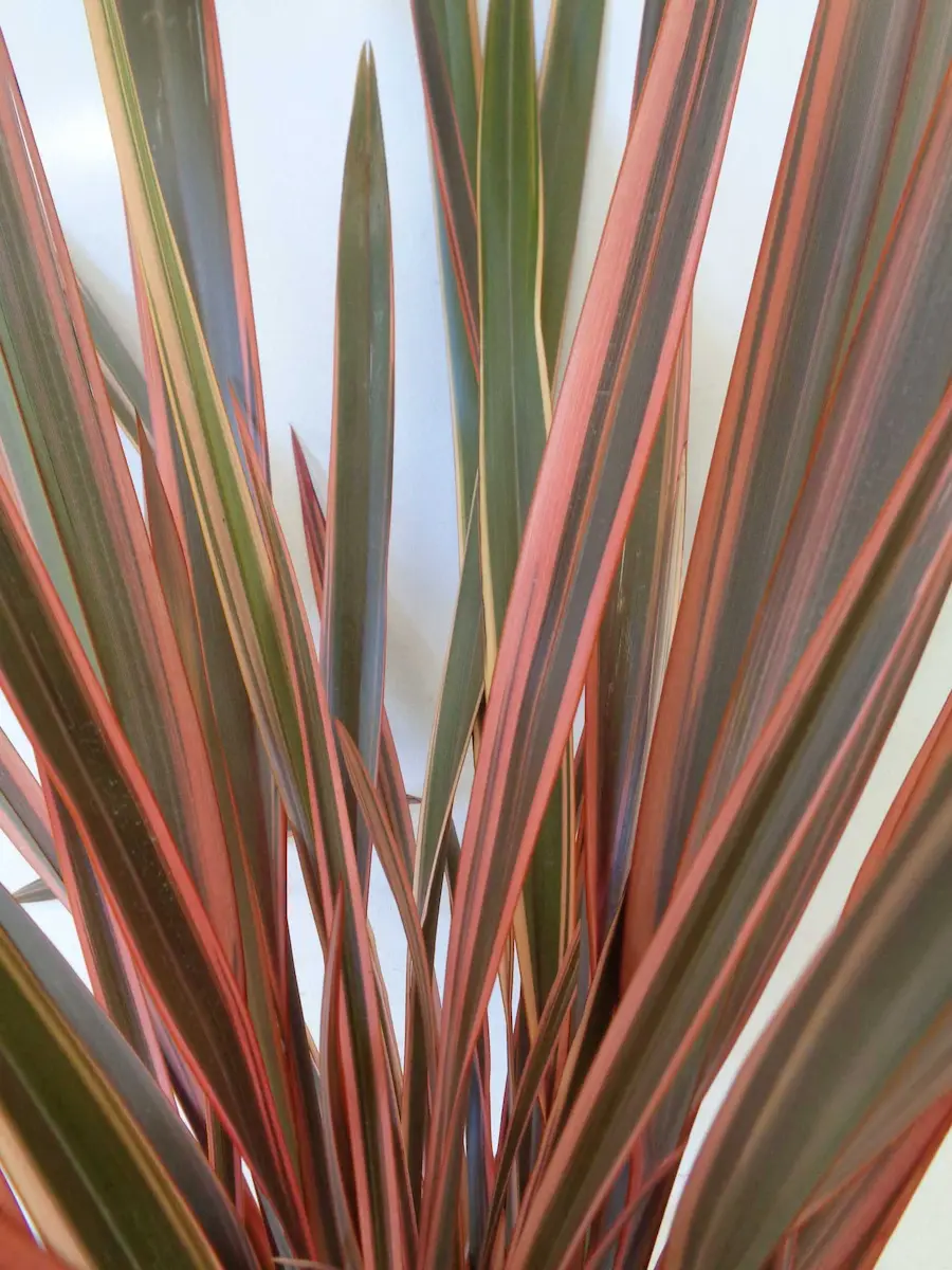 Phormium 'Rainbow Queen': La Reina del Color en tu Jardín