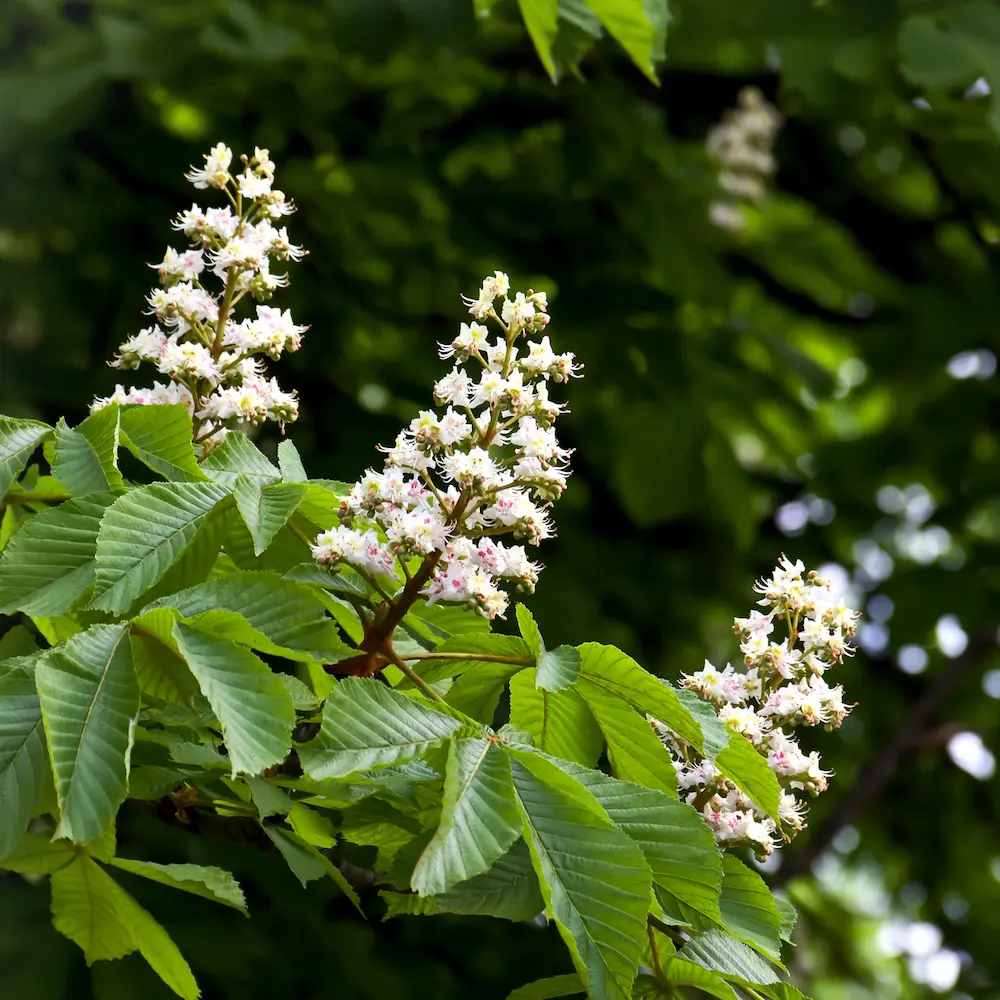 Castaño de Indias (Aesculus hippocastanum) - Gran Formato