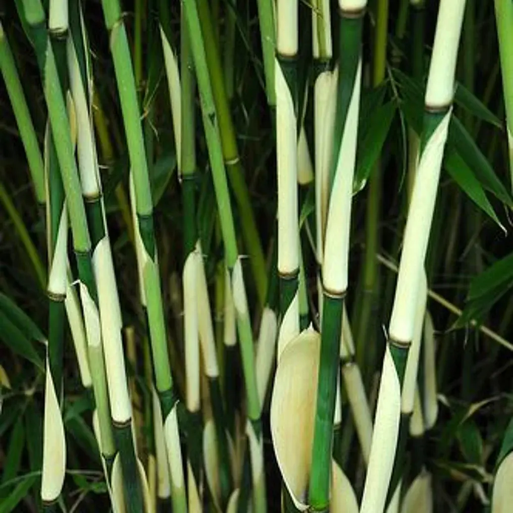 Bambú No Invasor Fargesia robusta 'Pingwu'