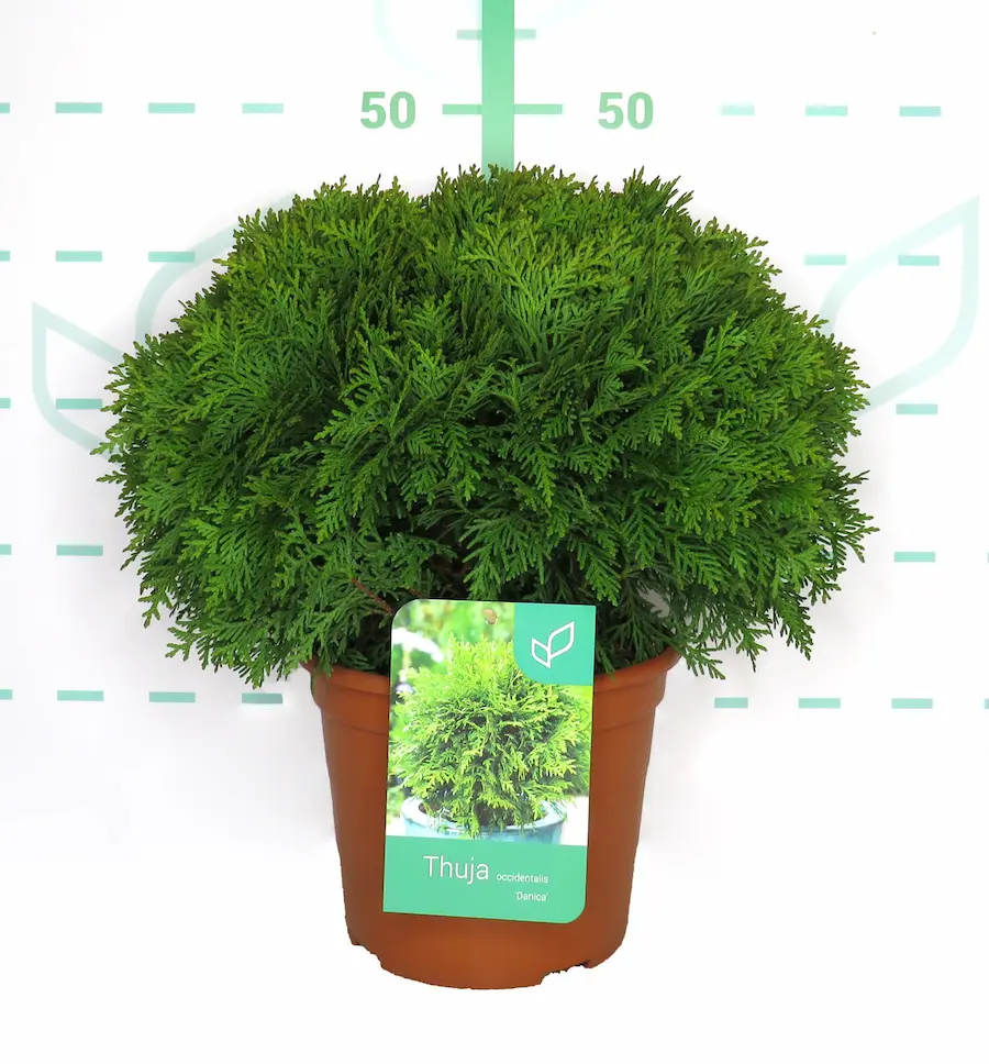 Tuya 'Danica' (Thuja occidentalis 'Danica')
