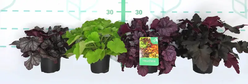 Colección de Heucheras