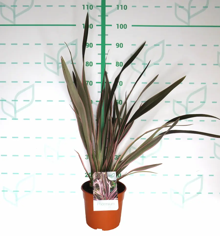 Phormium 'Pink Stripe': Rayas de Color para tu Jardín