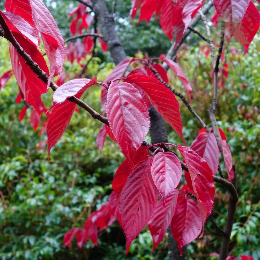 Cerezo Japonés 'Royal Burgundy' (Prunus serrulata) - Gran Formato