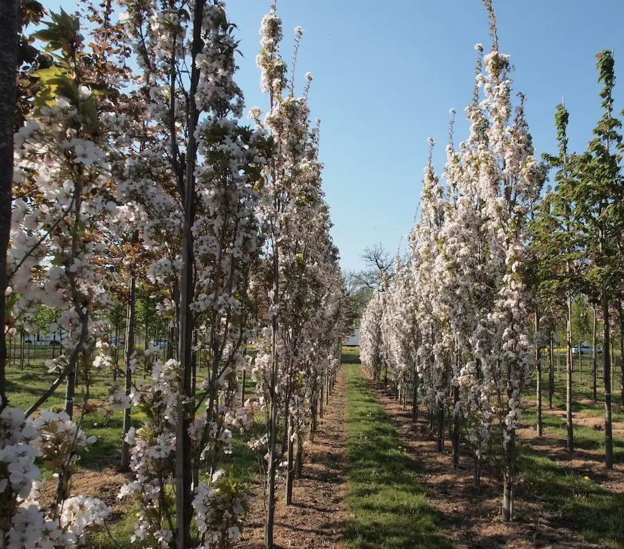 Cerezo Japonés Columnar 'Amanogawa' (Prunus serrulata)