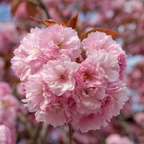 Cerezo Japonés 'Kanzan' (Prunus serrulata) - Gran Formato