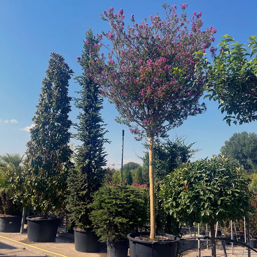 Árbol de Júpiter (Lagerstroemia indica) - Gran Formato