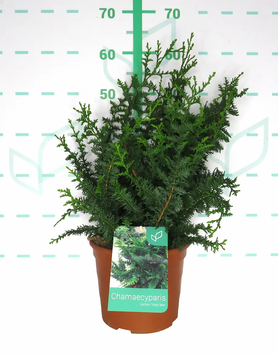 Falso Ciprés 'Teddy Bear' (Chamaecyparis pisifera 'Teddy Bear')