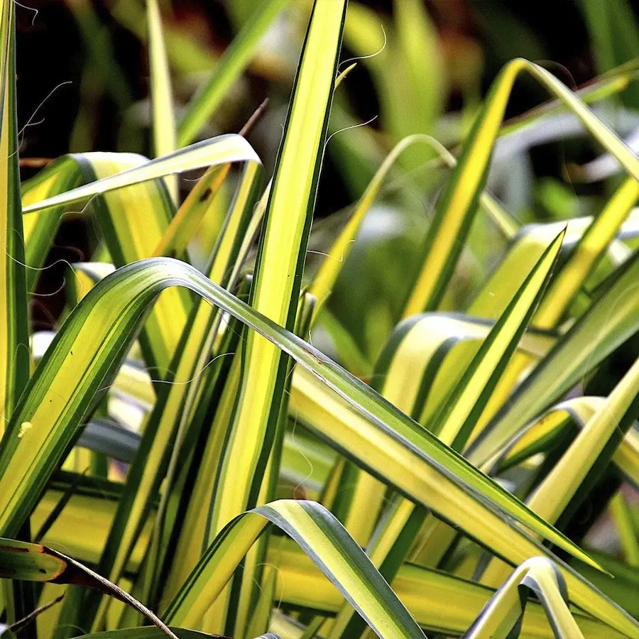 Cinta (Chlorophytum comosum 'Variegatum')