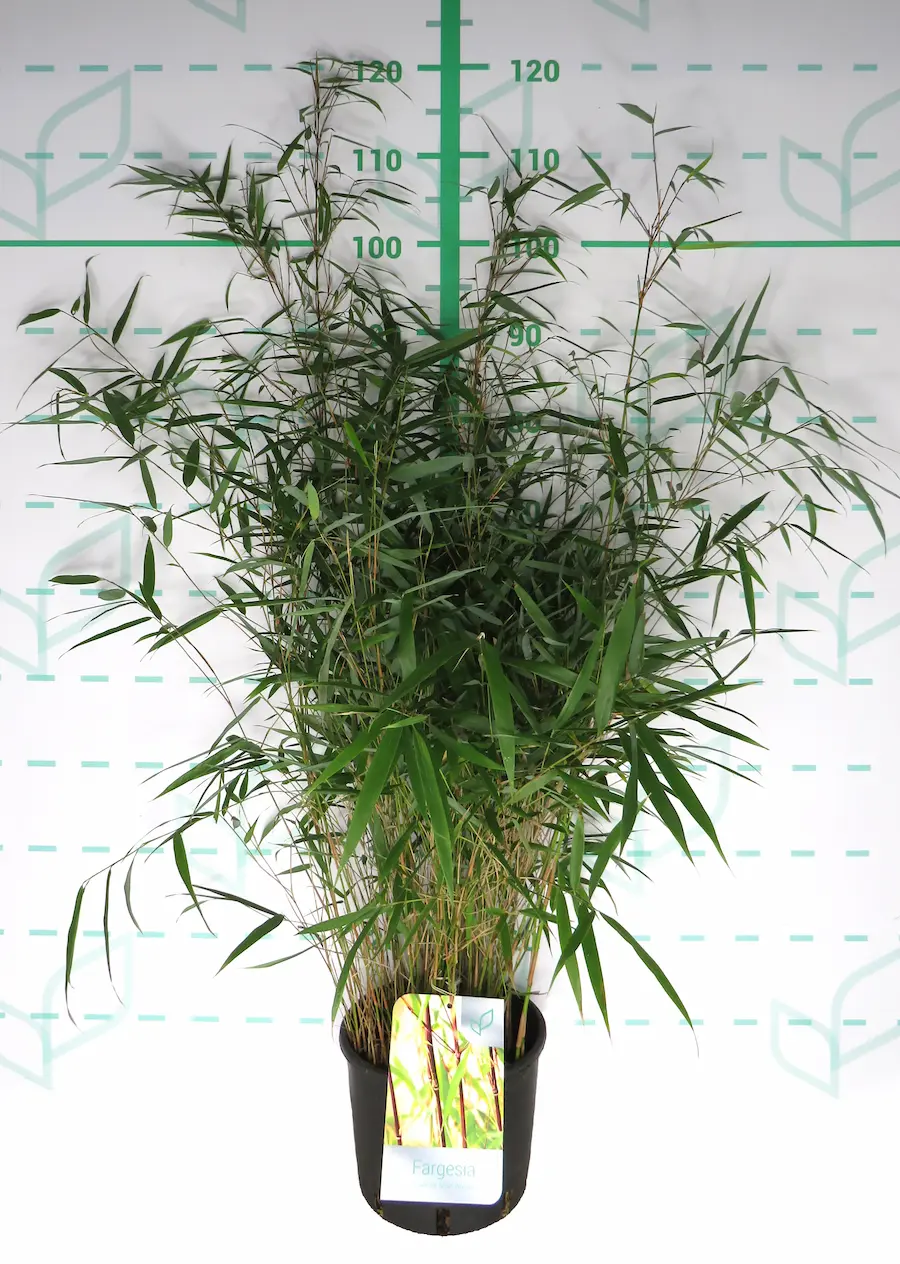 Bambú No Invasor Fargesia scabrida 'Asian Wonder'