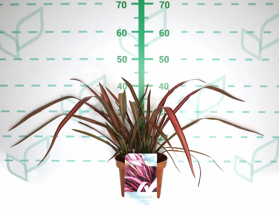 Phormium 'Rainbow Maiden': Un Arcoíris de Color en tu Jardín