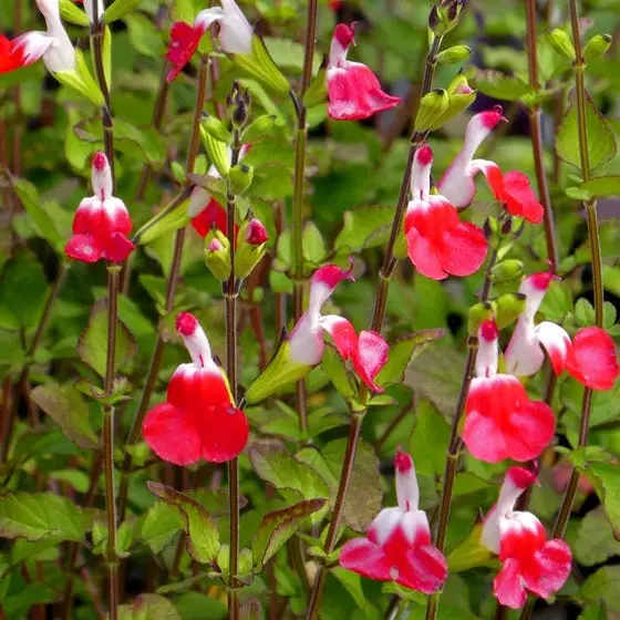 Salvia greggii 'Hot Lips'