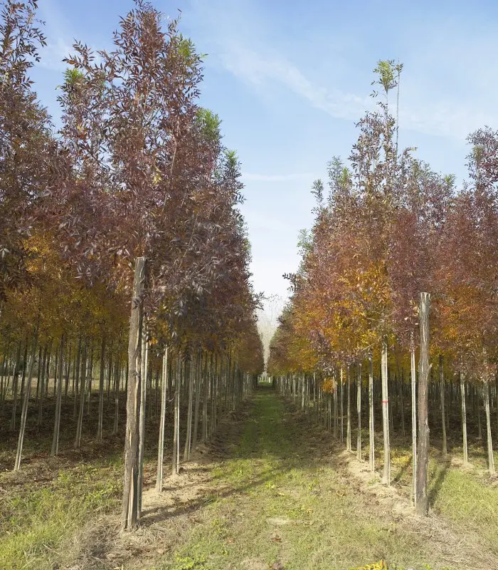 Fresno 'Raywood' (Fraxinus angustifolia 'Raywood') - Gran Formato