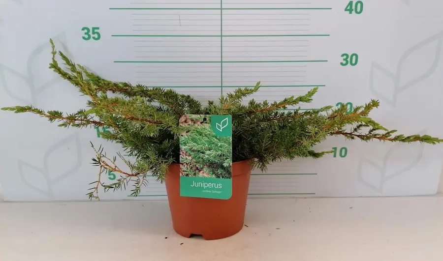 Juniperus conferta 'Schlager' - Enebro Rastrero 'Schlager' 
