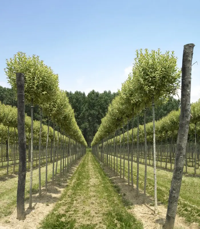 Aligustre Variegado (Ligustrum japonicum 'Variegatum') - Gran Formato